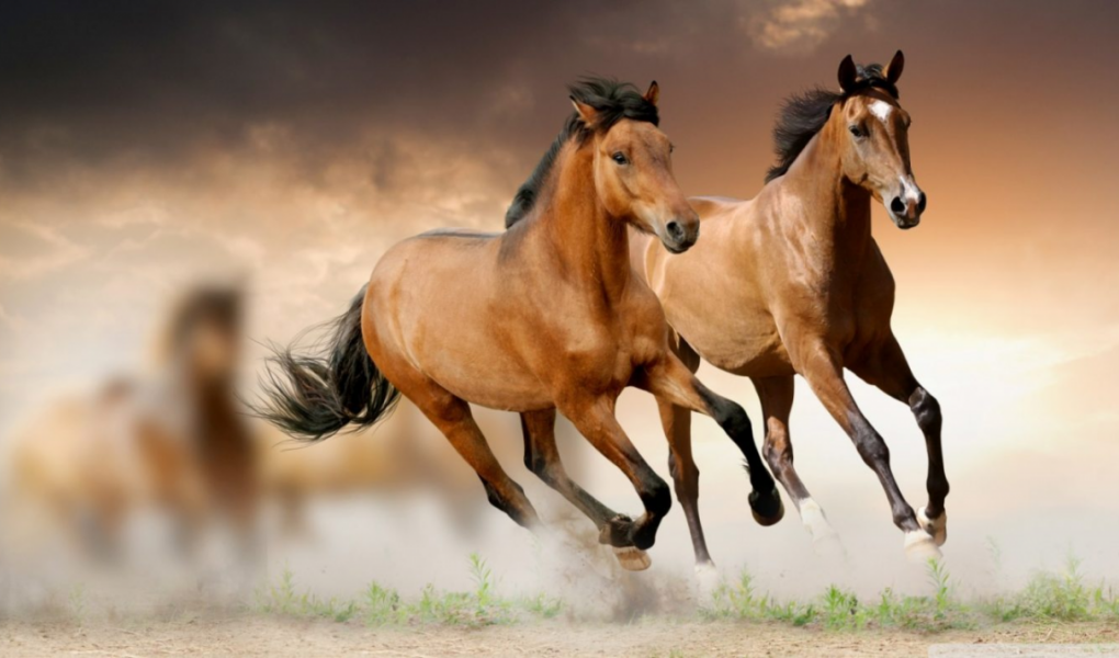 (Tuổi Giáp Ngọ 1954 thuộc mệnh Kim)