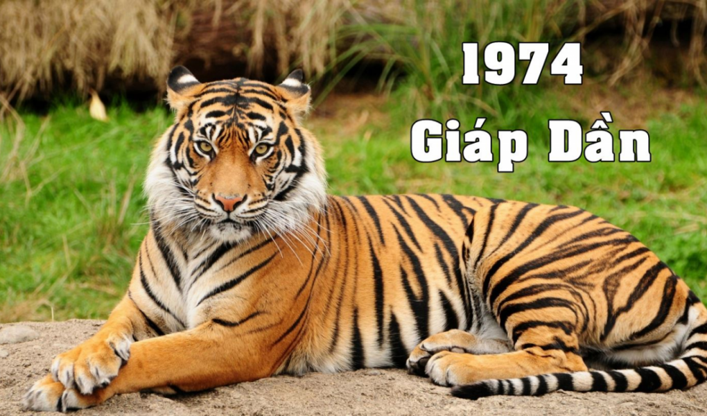 Người sinh năm 1974 là tuổi con Hổ