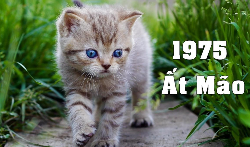 Người sinh năm 1975 là tuổi con Mèo