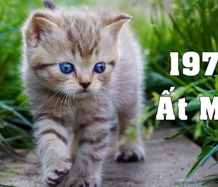 Người sinh năm 1975 là tuổi con Mèo