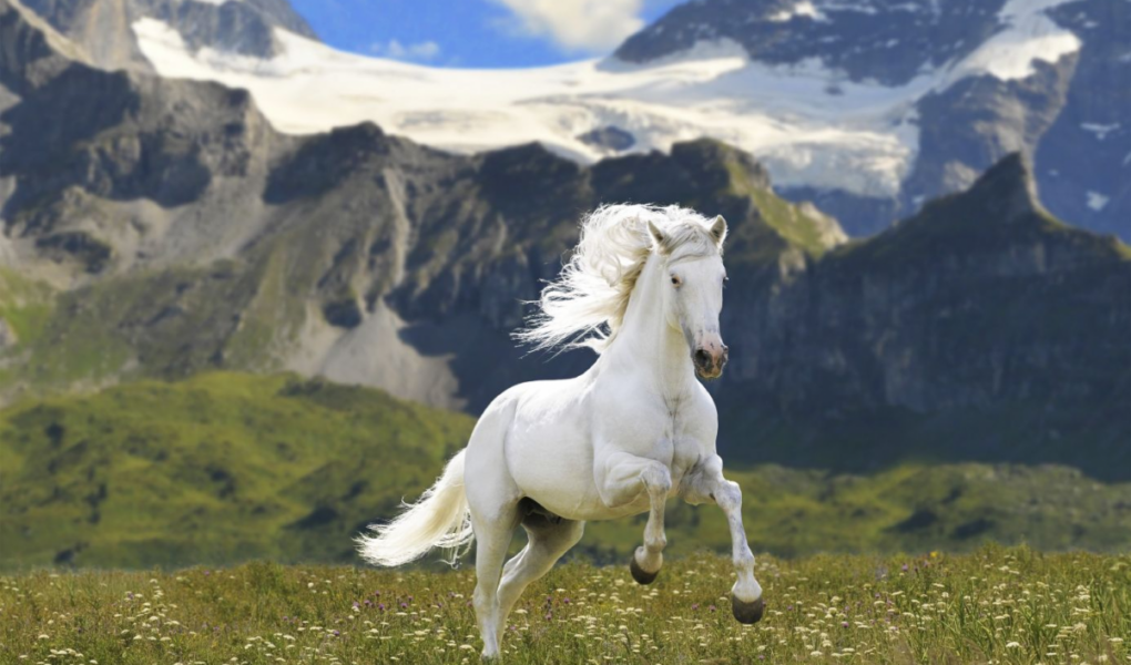 Người sinh năm 1978 là tuổi con Ngựa