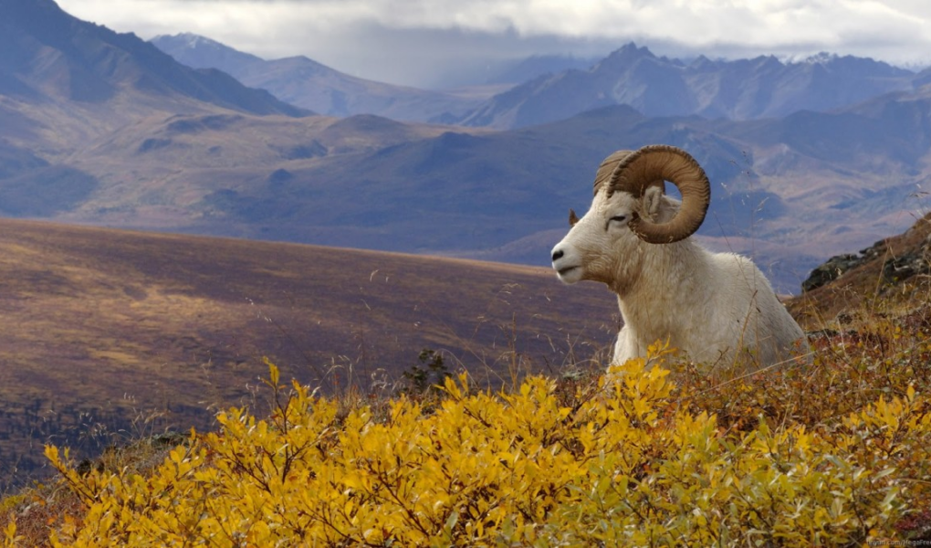 Người sinh năm 1979 cầm tinh con Dê