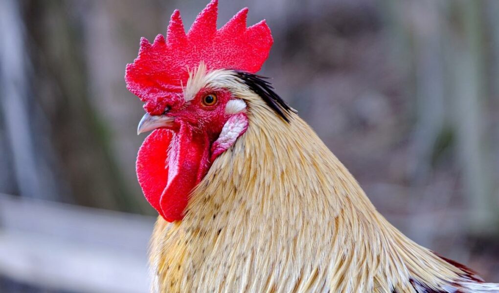 Sinh năm 1993 mệnh gì? Cung gì?