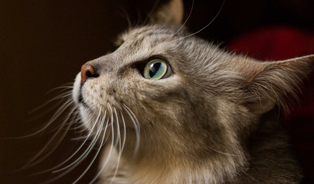 Sinh năm 1999 mệnh gì? Cung gì?