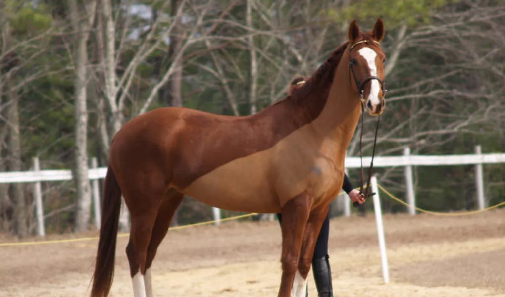 Người sinh năm 2002 là tuổi con Ngựa