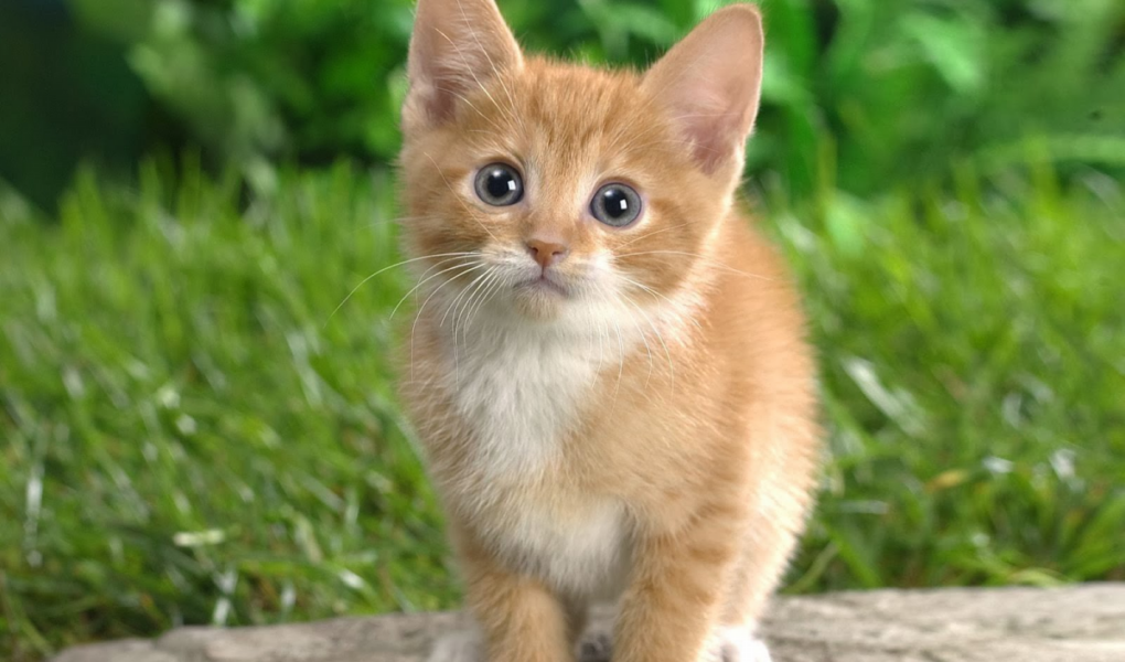 Các bé sinh năm 2023 tuổi con Mèo