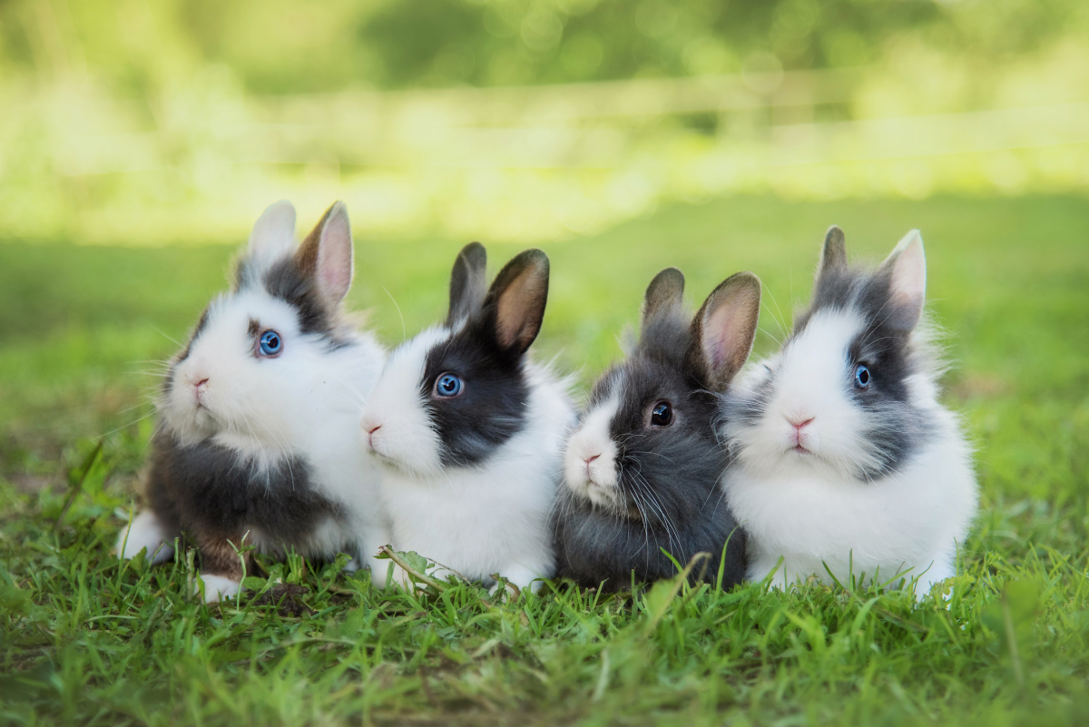 Năm Quý Mão là năm của những chú thỏ qua rừng