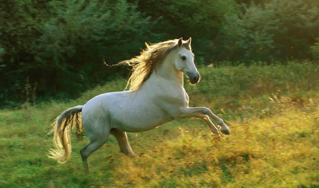 Bé sinh năm 2026 cầm tinh tuổi con Ngựa